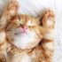 猫くつろぎ