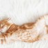 猫の長期留守番はあり？