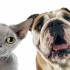 BSC_犬・猫