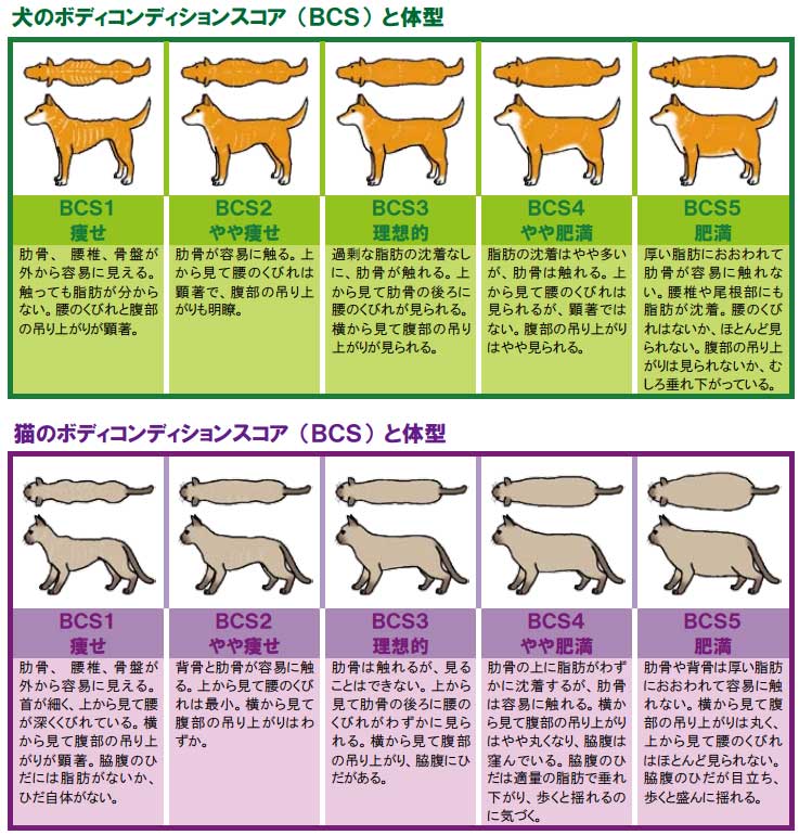 犬と猫の適正体重はBCS（ボディコンディションスコア）で確認しま