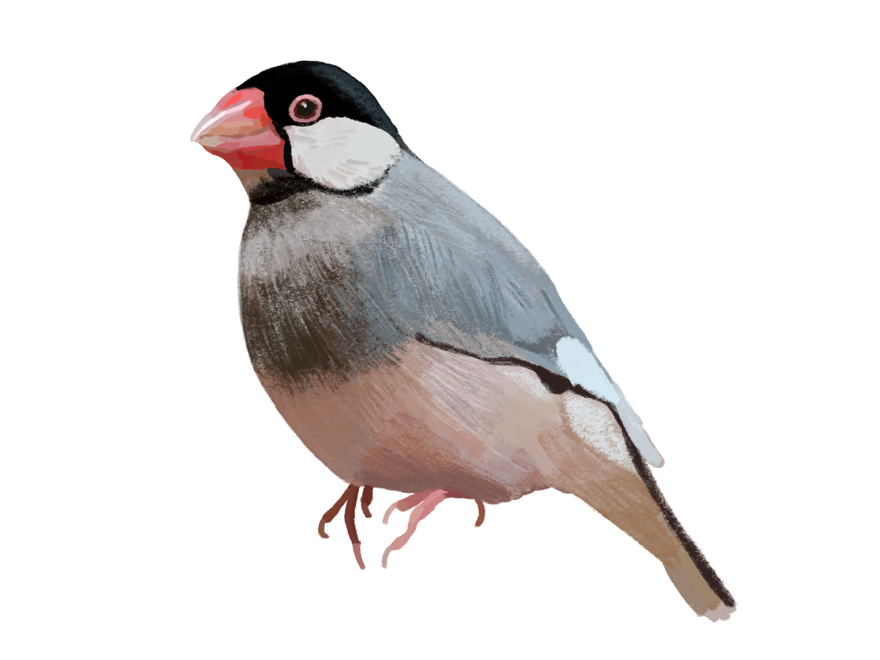 グレーの文鳥の透過画像