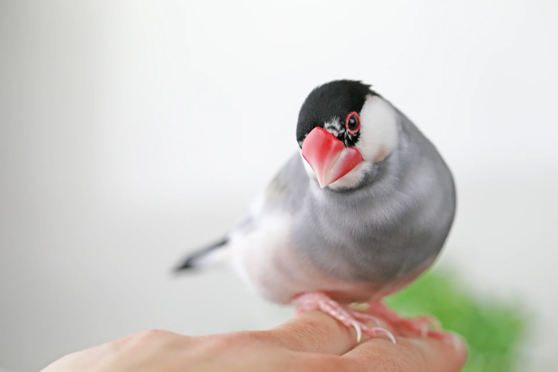 こちらを見つめる文鳥