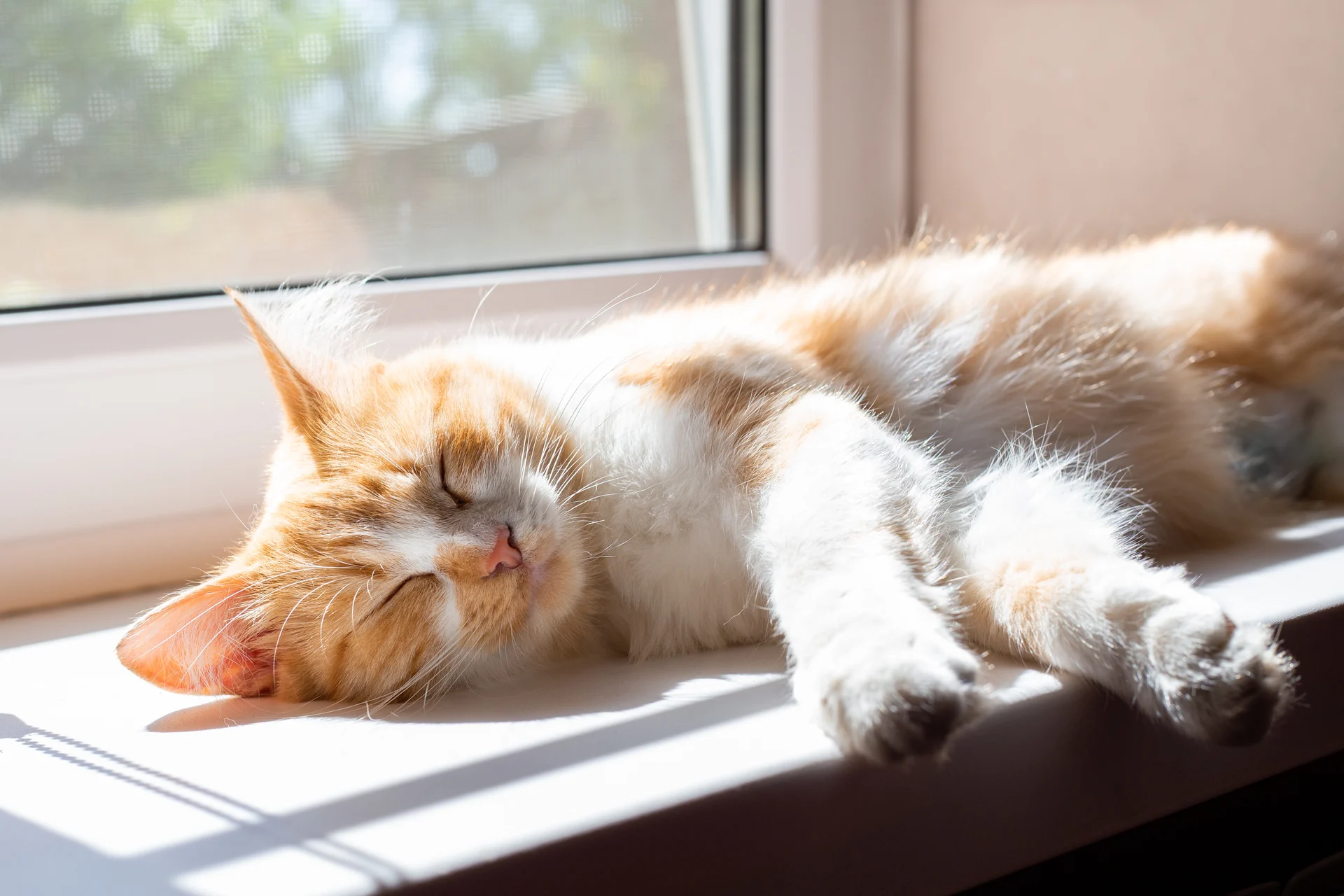 窓辺のいつもの場所で、ゆったりと休む猫