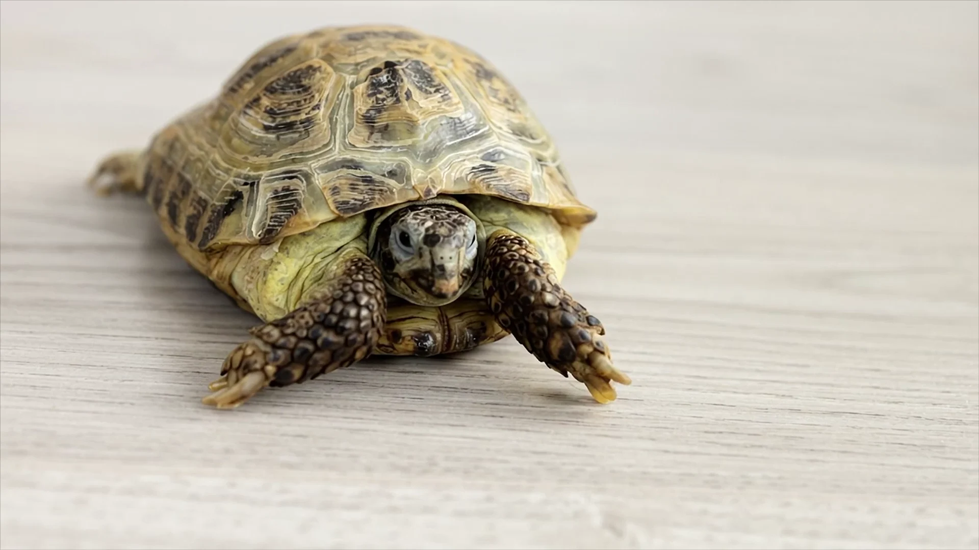 顔を上げているリクガメ
