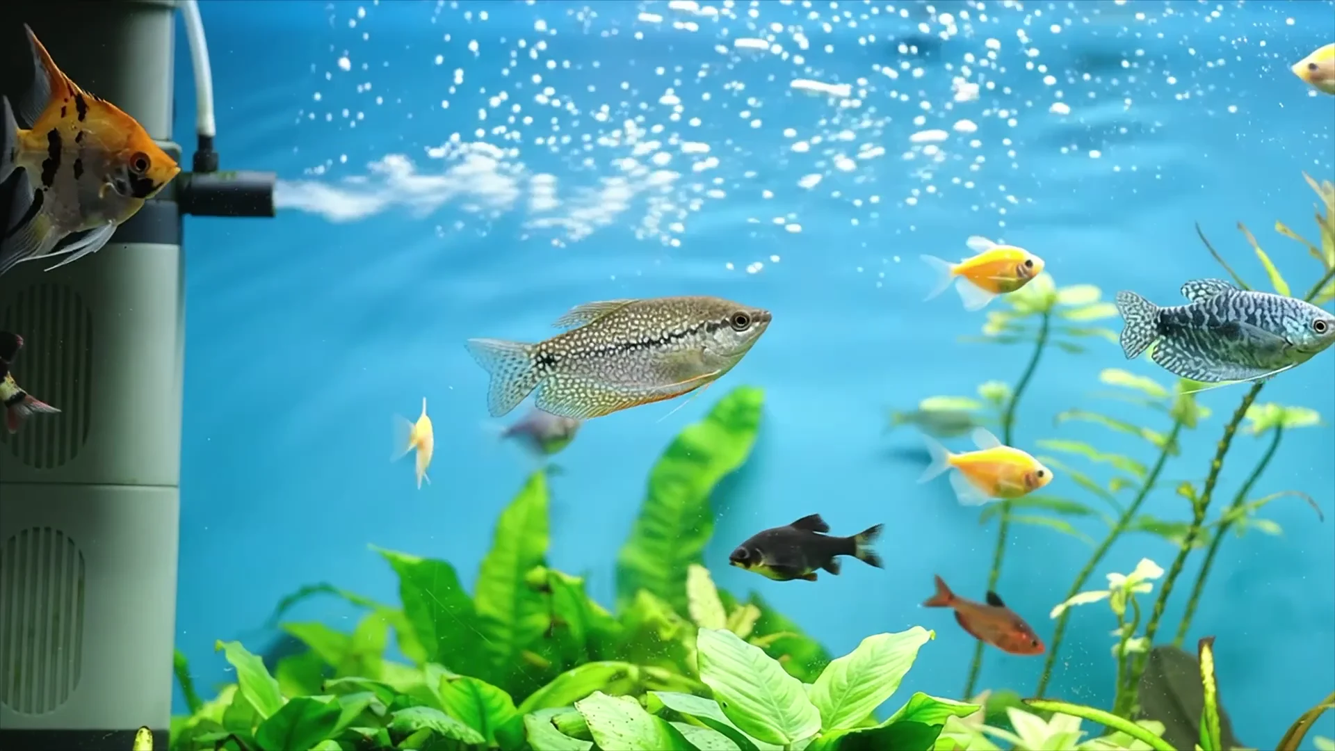 水草のある水槽を泳ぐ熱帯魚
